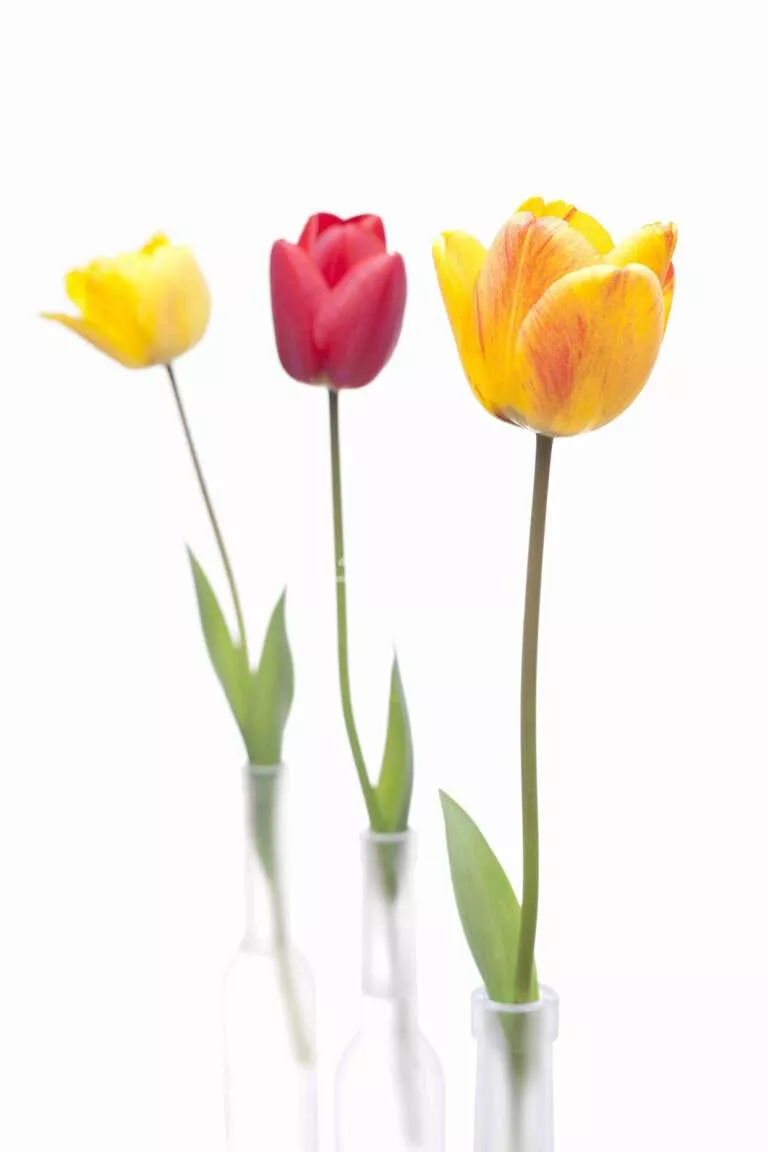 Drei Tulpen in drei Glasvasen – Freisteller vor weißem Hintergrund