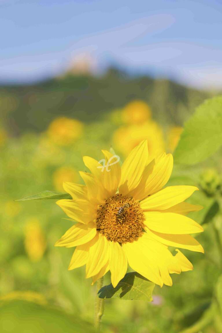 Blüte einer Sonnenblume mit Biene im Hintergrung unscharf das Hambacher Schloss