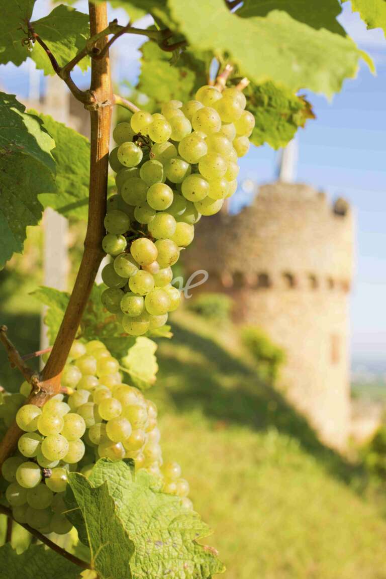 Weintrauben an der Rebe vor Turm der Wachtenburg