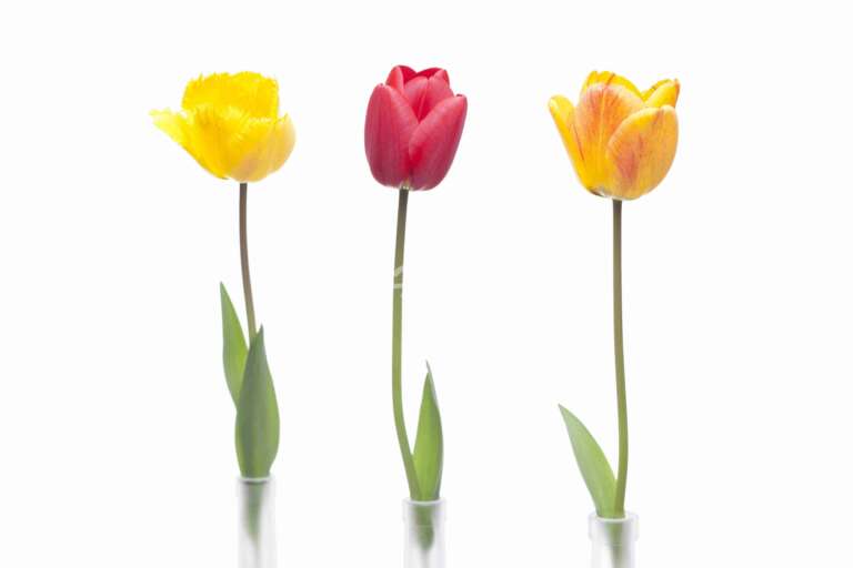 Drei Tulpen in drei Glasvasen - Freisteller vor weißem Hintergrund