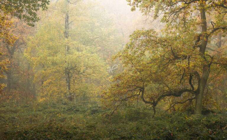 Herbstlicher Pfälzerwald