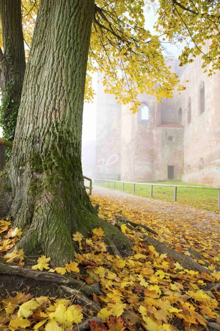 Ahornbaum mit Herbstlaub vor Klosterruine Limburg im Nebel