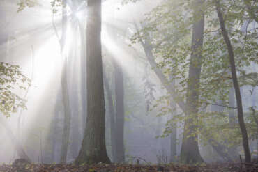 Mystische Sonnenstrahlen im nebligen Herbstwald bei Neustadt an der Weinstraße im Pfälzer Wald