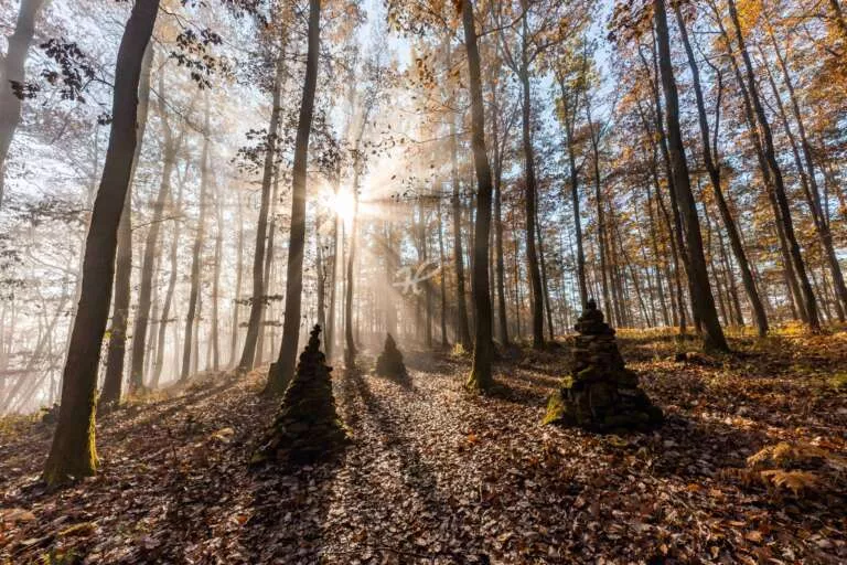 Elfenwald, Detailaufnahme aus dem Pfälzer Wald mit Licht und Schatten