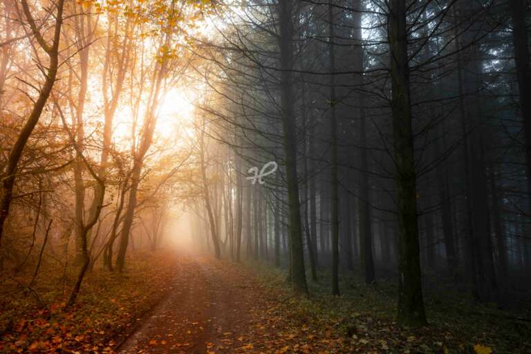 Licht und Schatten, ein Weg durch den Pfälzer Wald im Nebel mit diffusem Licht im Herbst