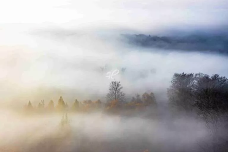 Im Nebel, Detailaufnahme vom Pfälzer Wald in der Südwestpfalz mit Nebel und Bäumen