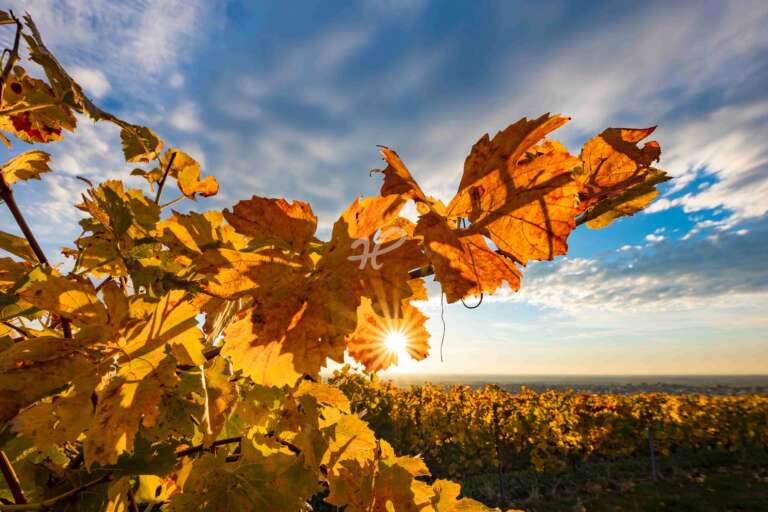 Morgens im Weinberg, Nahaufnahme von Weinreben in der Pfalz mit Sonnenstern und ziehenden Wolken