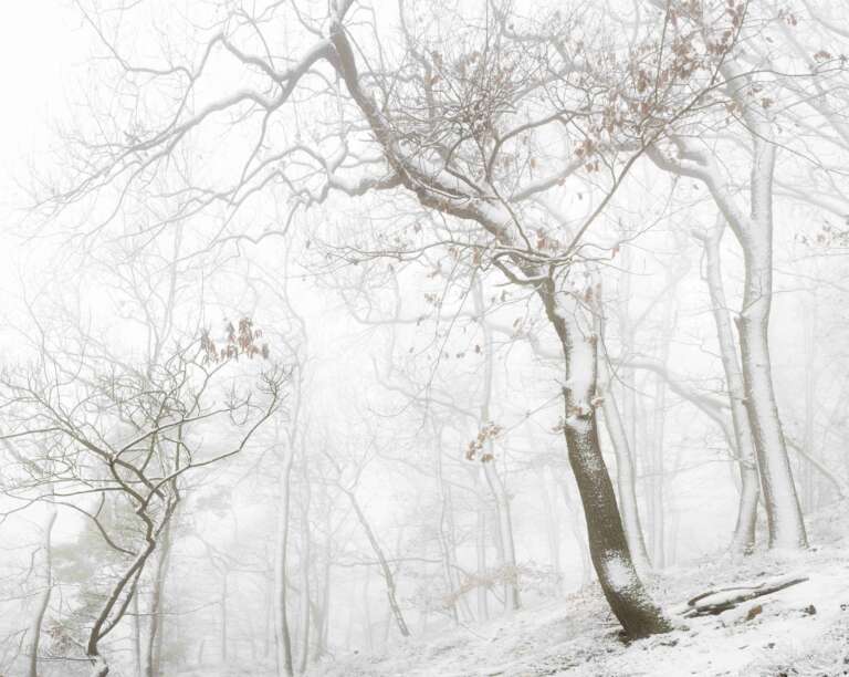 Eichen im Pfälzer Wald im Winter mit Schnee und Nebel