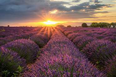 Lavendel zum Sonnenaufgang in Frankreich