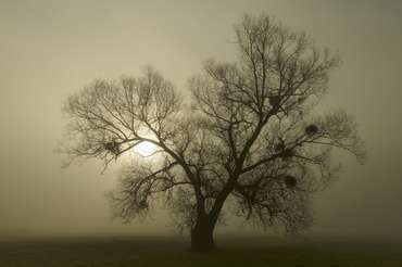 Mistelbaum im Nebel