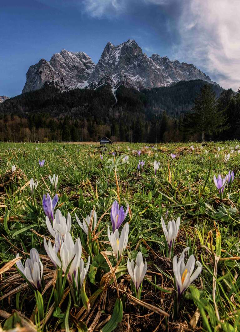 Krokusse im Frühling auf einer Alpenwiese vor der Zugspitze