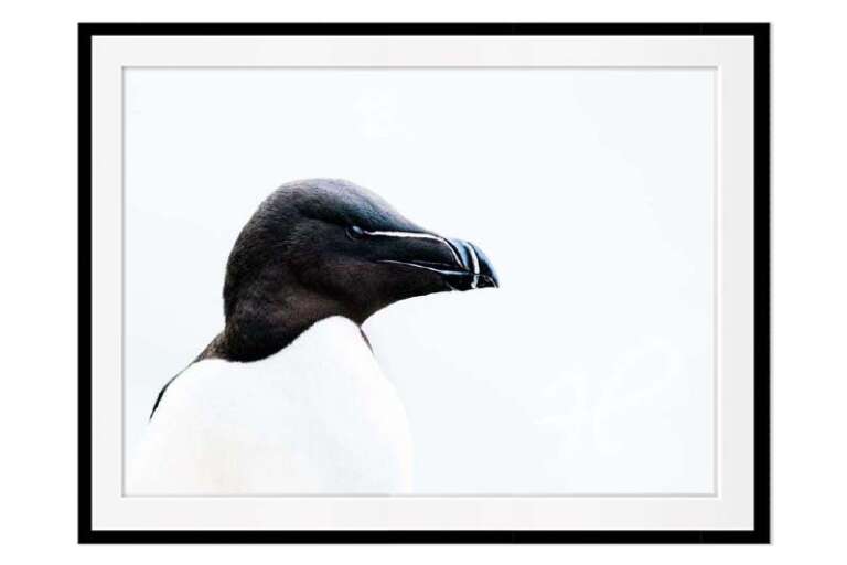 Kollektion Quer Einzelbild Meeresvogel Portraet Rechts