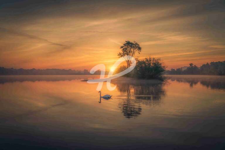 Schwan bei Sonnenaufgang am Fermasee