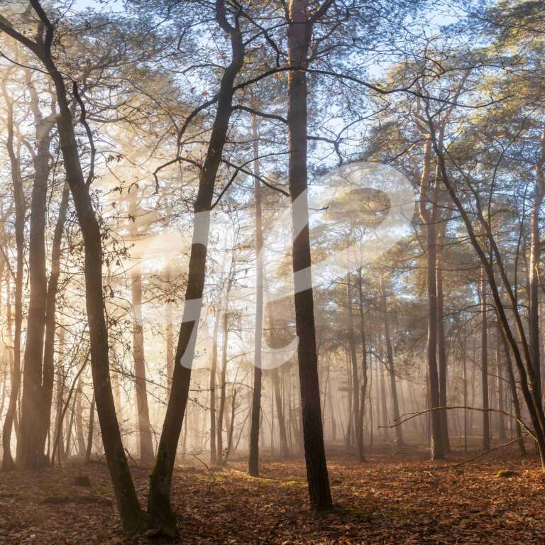 Waldpanorama