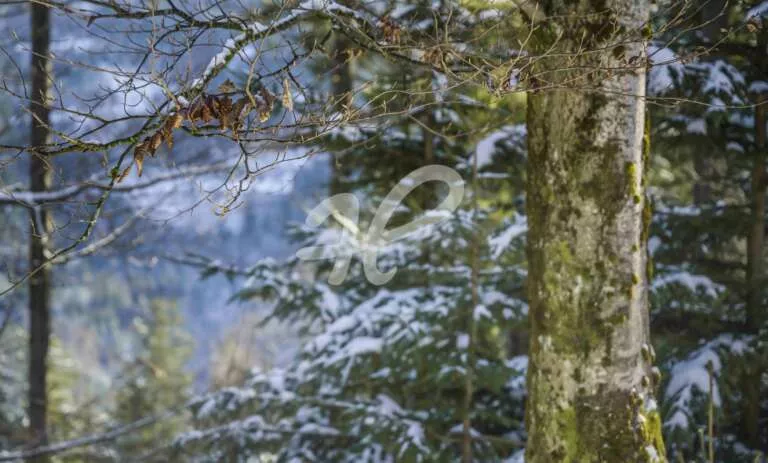 Blick durch den Winterwald