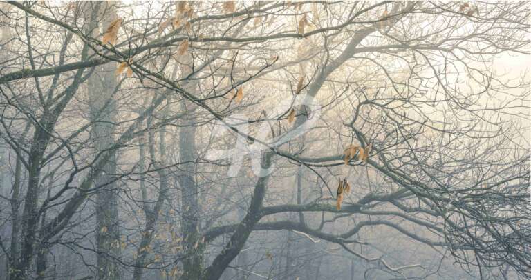 Winterlicher Wald im leichten Nebel