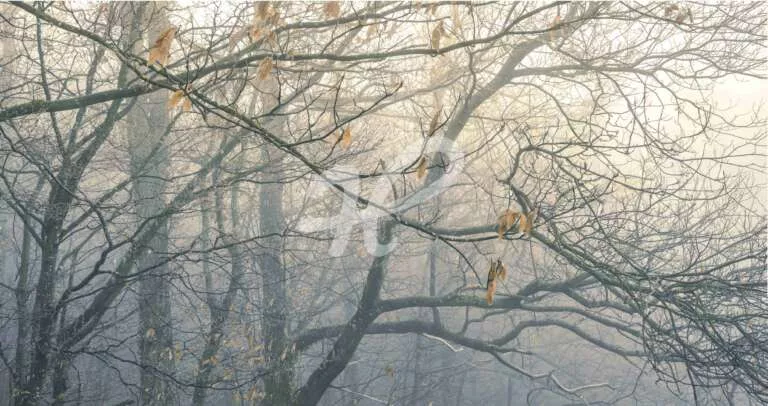 Abstrakter winterlicher Wald im leichten Nebel