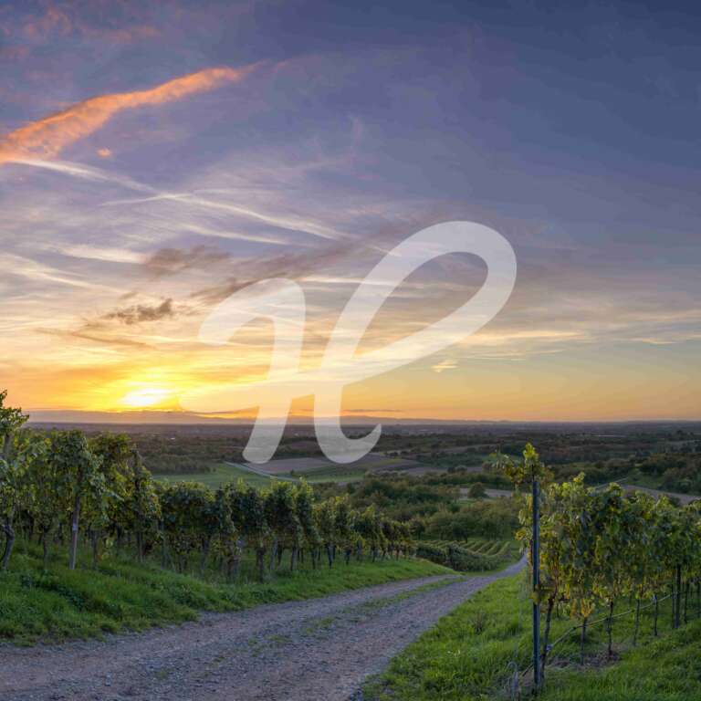 Weinberge in der Ortenau