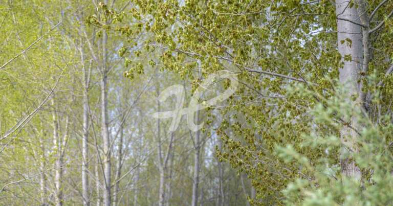Abstrakte Aufnahme von Pappelbäumen im Frühling