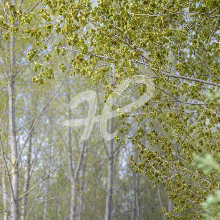 Abstrakte Aufnahme von Pappelbäumen im Frühling