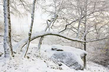 Bäume im Schnee auf der Kalmit