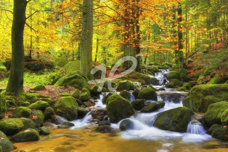 Wildbach im Herbstwald