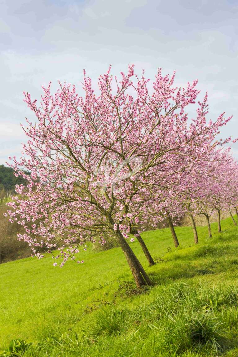 Blühende Mandelbäume in der Südpfalz