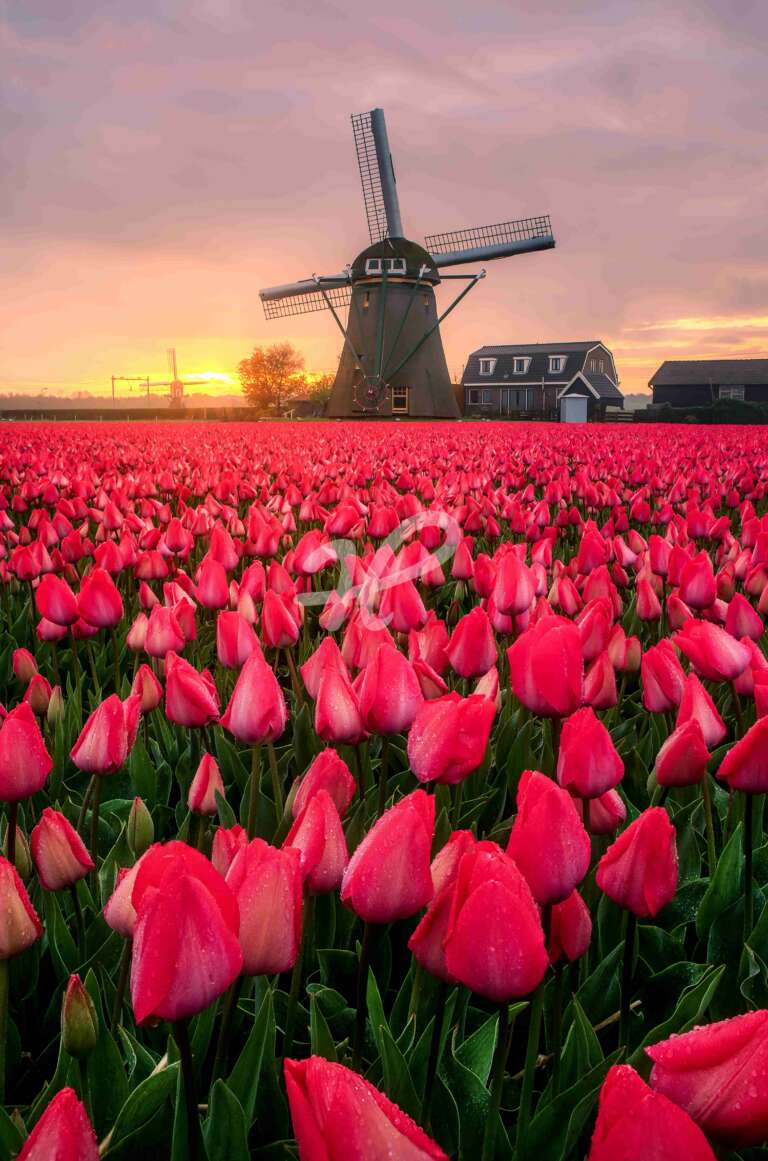 Rote Tulpen mit einer Windmühle und Sonnenaufgang in Holland