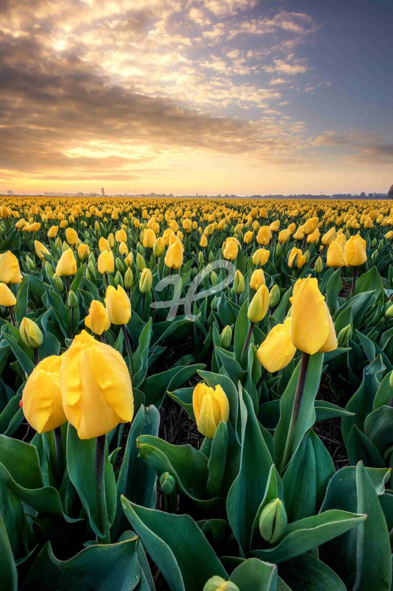 Gelbe Tulpen auf einem feld in den Niederlande zum Sonnenaufgang