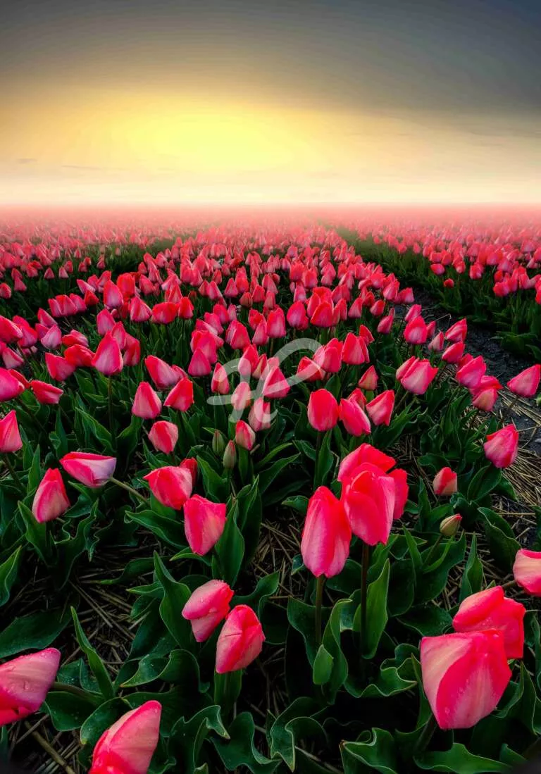 Rote Tulpen im weichen Licht mit Nebel zum Sonnenaufgang