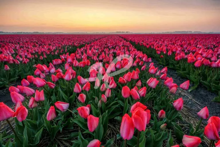 Rote Tulpen zum Sonnenuntergang in den Niederlande