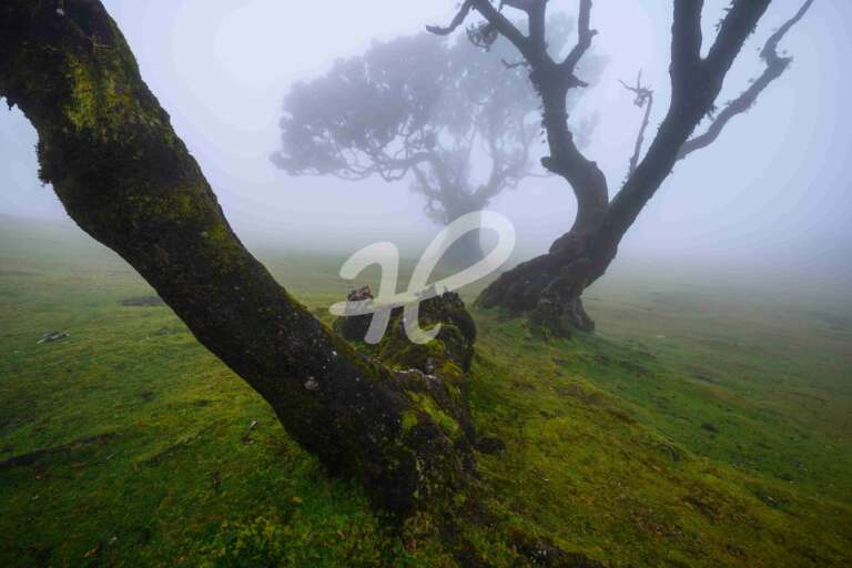 Fanalwald im Nebel