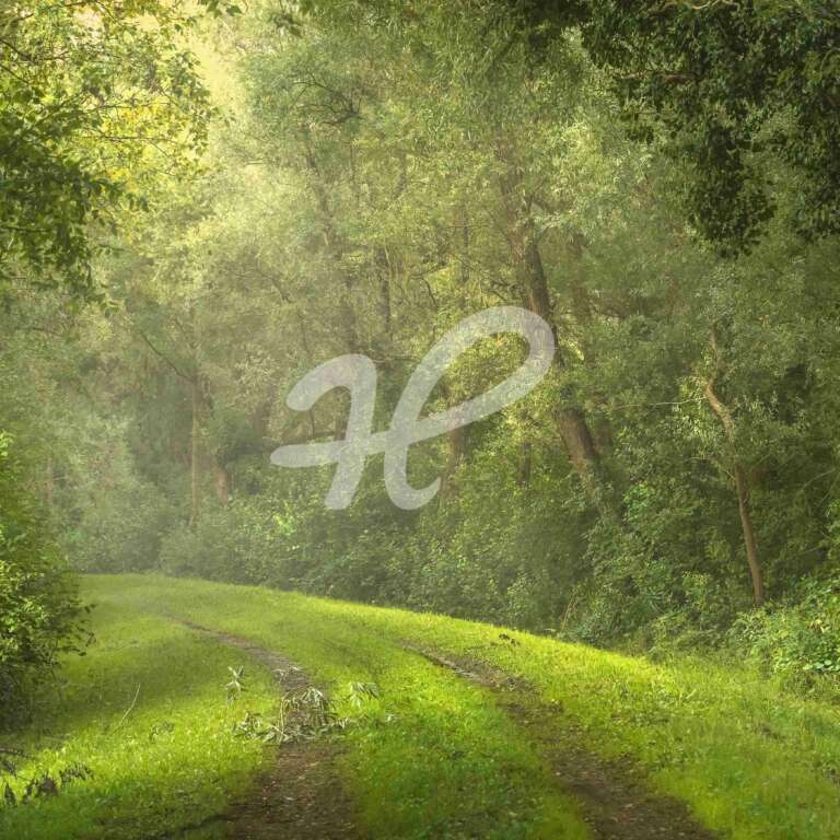 Breiter Waldweg zwischen Laubbäumen in der Ortenau