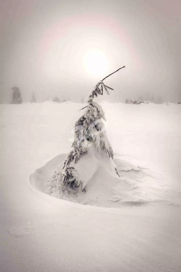 Baum im Schnee an der Hornisgrinde