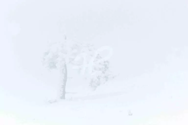 Baum im Schneesturm auf der Hornisgrinde