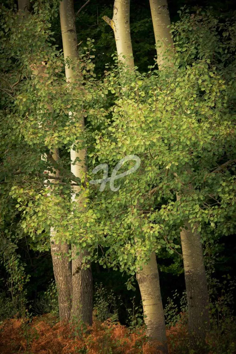 Grauerle im Herbst - Abstrakte Aufnahme einer Baumgruppe im Herbst