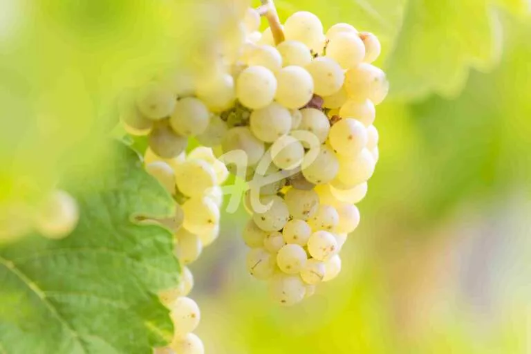 Weiße Weintrauben in den Reben