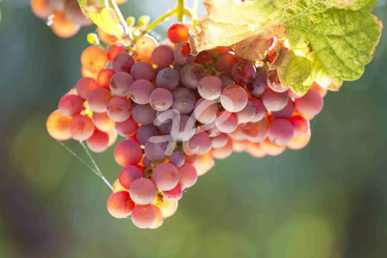 Weintrauben in der Herbstsonne