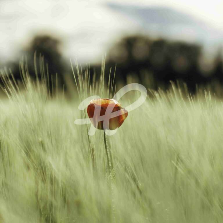 Mohnblume im Gerstenfeld