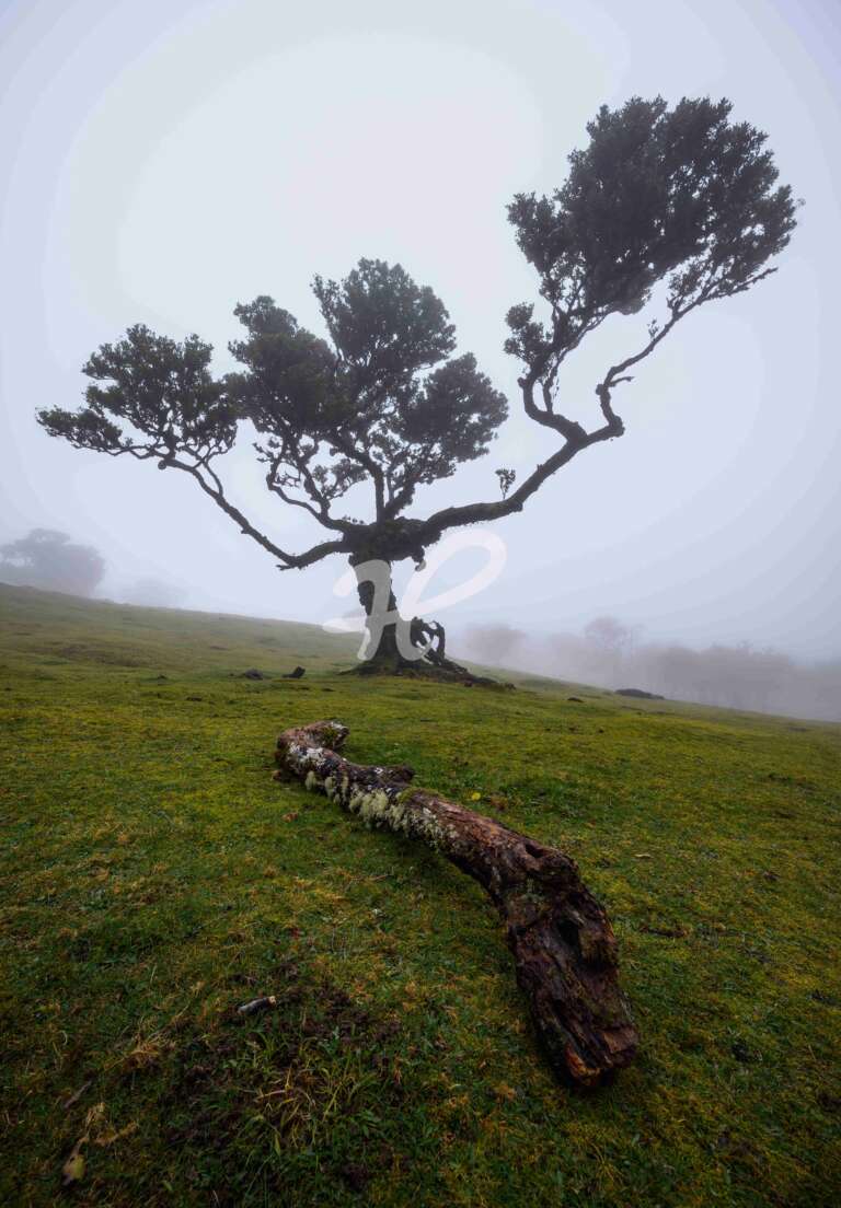 Fanal Wald auf Madeira