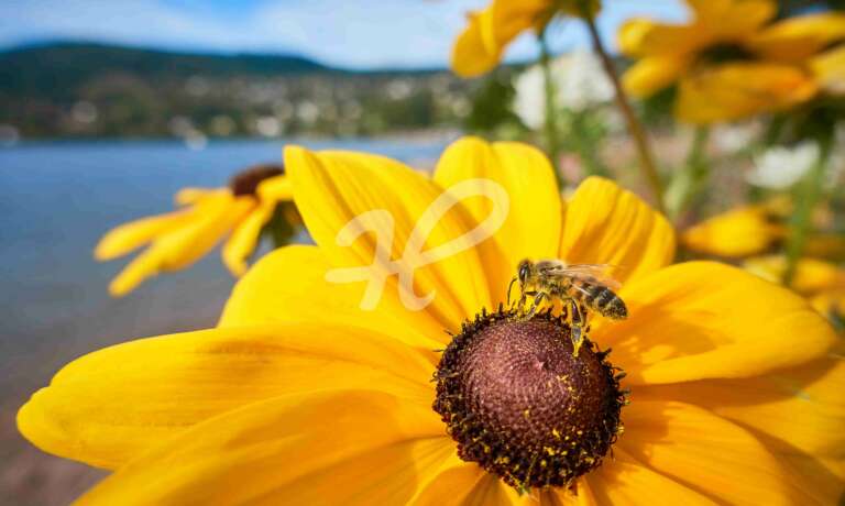 Sonnenblume mit Biene am Lac de Gerardmer