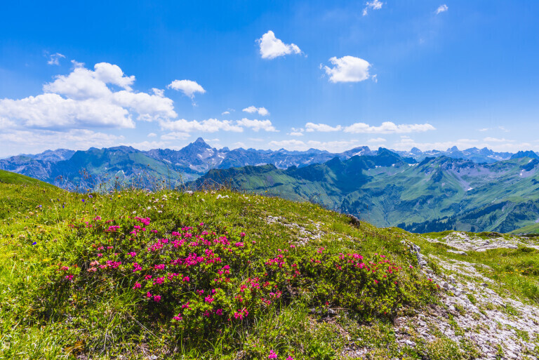 blumenwiese in den Allgäuer Alpen