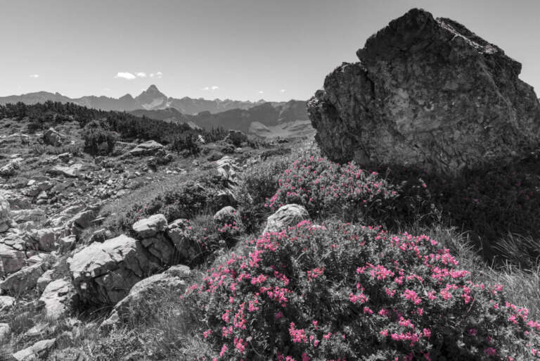 Alpenrosenflüstern – Farbe im Fels