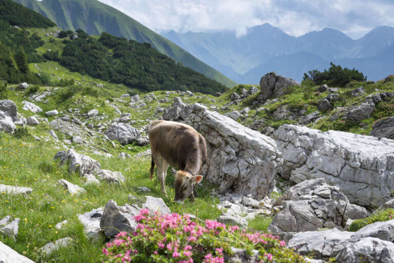 Zwischen Fels und Freiheit: Ein Jungvieh im Herzen der Allgäuer Alpen