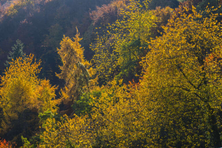 Herbstfeuer über dem Ahrtal