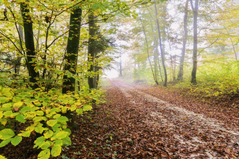 Der sanfte Abschied des Jahres