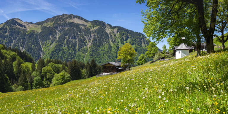 Alpenfrühling im Allgäu