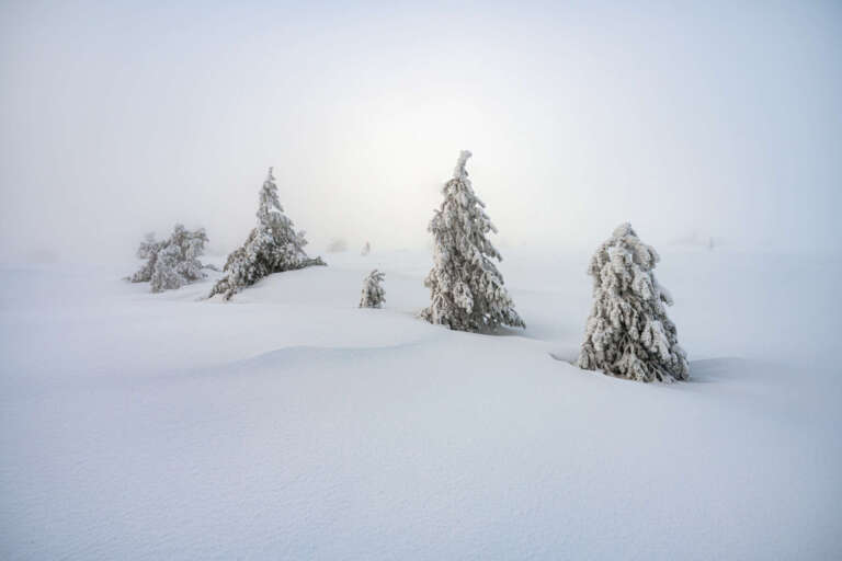 Lost In White - The Guardians