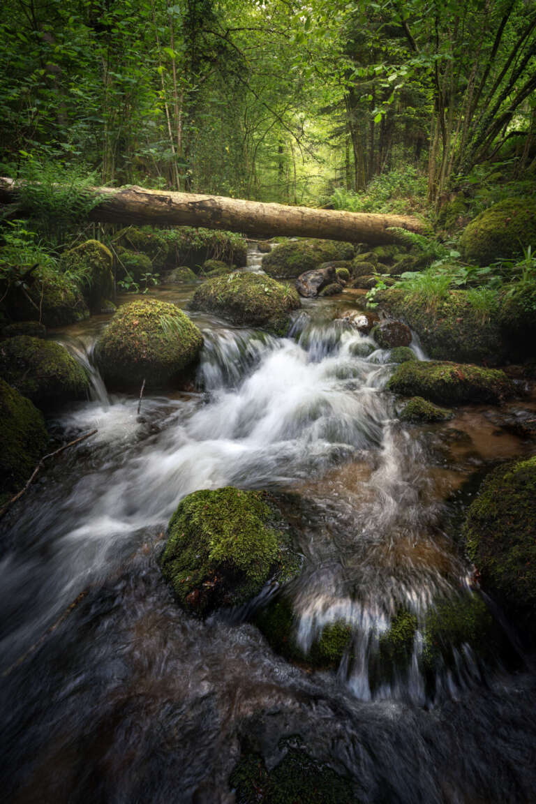 Along The Stream