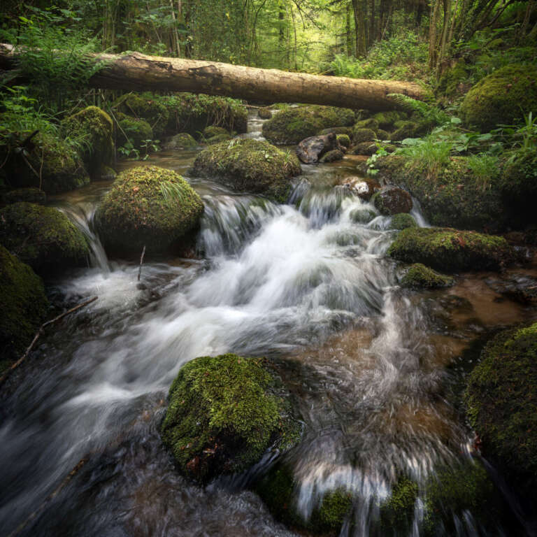 Along The Stream